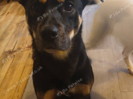 German shepherd x cane corso