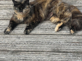 Calico cat and ginger cat for rehoming