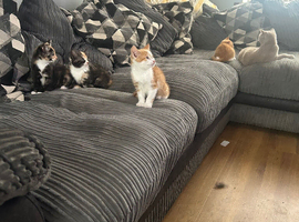 Gorgeous litter of British shorthair mix