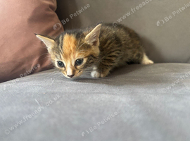 Kittens for sale