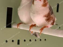 Penguin Zebra Finches