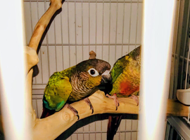 Gorgeous Pair Of Tame Conures