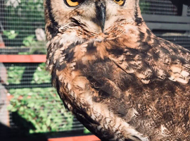 Beautiful unrelated pair of Spotted African Eagle Owls