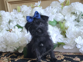 Yorkshire terrier puppies yorkie x