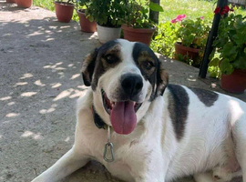 Jack Russell Terrier