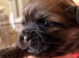 Stunning Shih Tzu pups