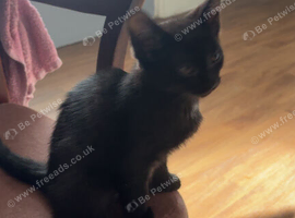 2 black kittens