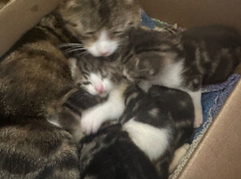 Cats for sale
