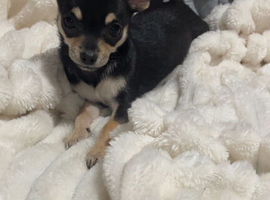 Chihuahua puppy bitch