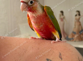 Baby hand reared conure