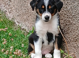 2 adorable sheep dog pups for salr