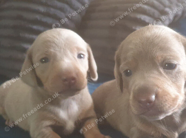 Beautiful miniature Dachshunds