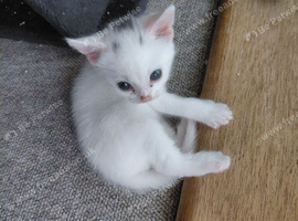 Male kitten ready to go