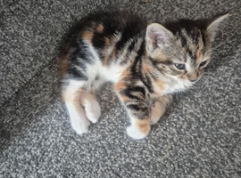 Adorable kittens