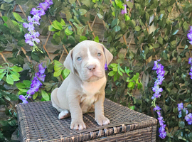 North American mastiff x &ndash; Blue, Merle & Dilute Lines