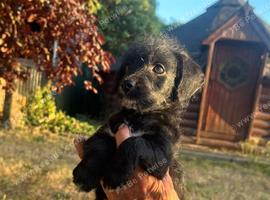 Beautiful jackapoo puppies