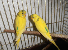 Baby Budgies