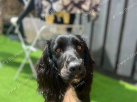 Cocker spaniel