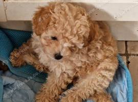 Gorgeous F1B Cavapoo Puppies looking for their forever home - Cheltenham