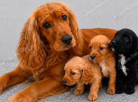 Cockapoo puppies
