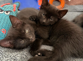 Kittens
