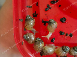 jade & normal Giant African Land Snail babies