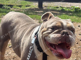 Tri coloured bulldog