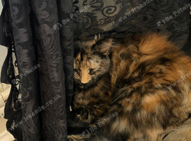 Cat for rehome