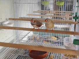 1 pair fawn zebra finches