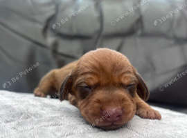 Dachshund puppies