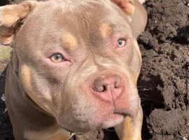 Pocket Bully Girl 1year Old