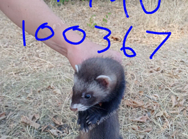 Ferrets