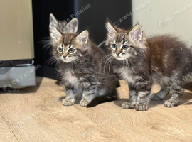 Six Beautiful Bengal &times; British Longhair Kittens