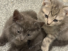 3 amazing fluffy kittens