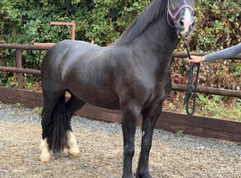 Quality & classy Welsh D Mare