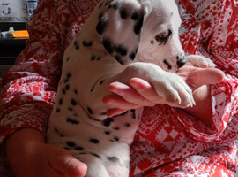 New litter of Dalmatian pups