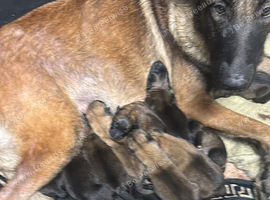 Belgian malinios x German shepherd