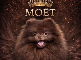 Chocolate Pomeranian stud