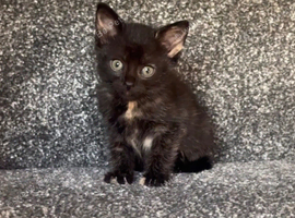 Little girl looking for loving home