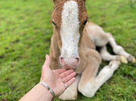 Welsh Section C chestnut colt