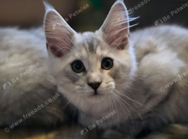 Pedigree TICA Registered Maine Coon Kittens
