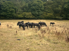 Beautiful Registered Dales Ponies - section a colt & filly foals