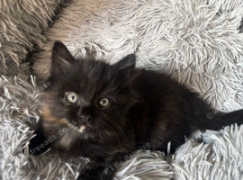 Kittens ready to go now