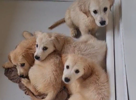 3 beautiful girl golden retriever puppies left ready now