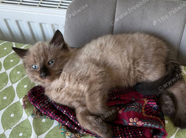Male kitten