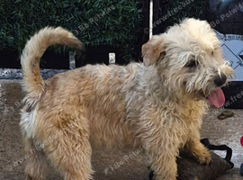 Two Glen of amaal Terriers pups