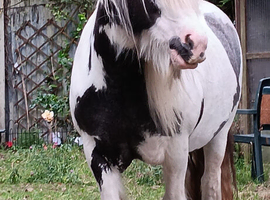 Very sad and reluctant sale lovely chunky cob mare, ideal mother/ daughter share