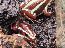 Phantasmal dart frogs