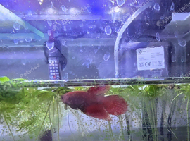 5 x female Betta
