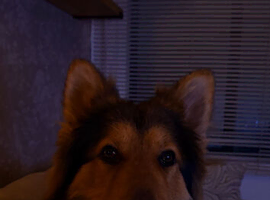 Long Haired German Shepard Stud